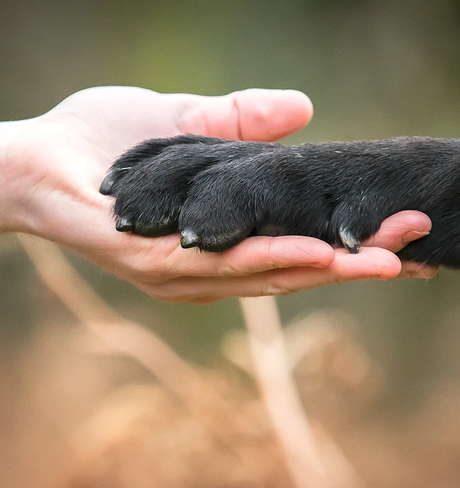 misdection-person-holding-cat-paw